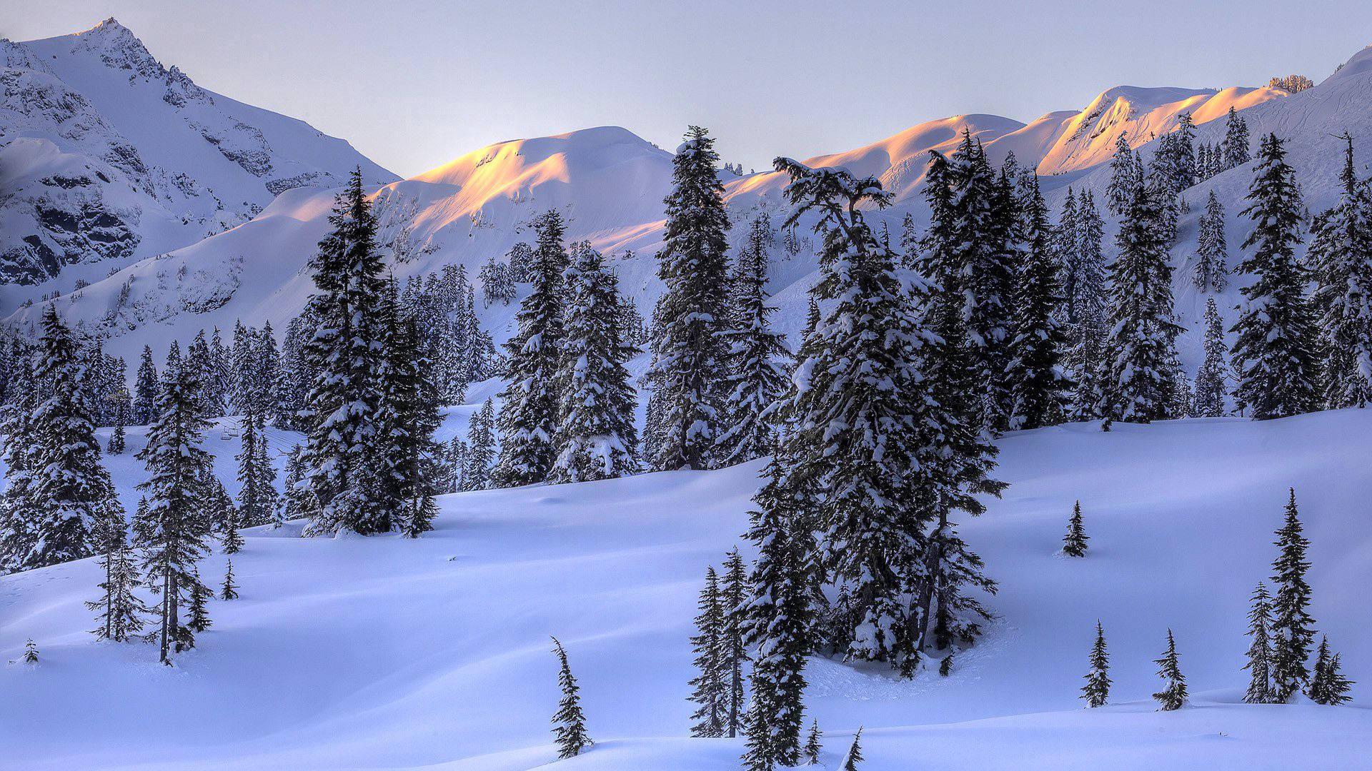 Winter Trees Landscape — 1920x1080 wallpaper