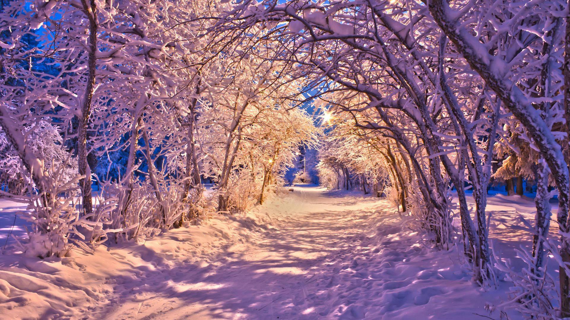 Winter Tunnel Of Trees — 1920x1080 wallpaper
