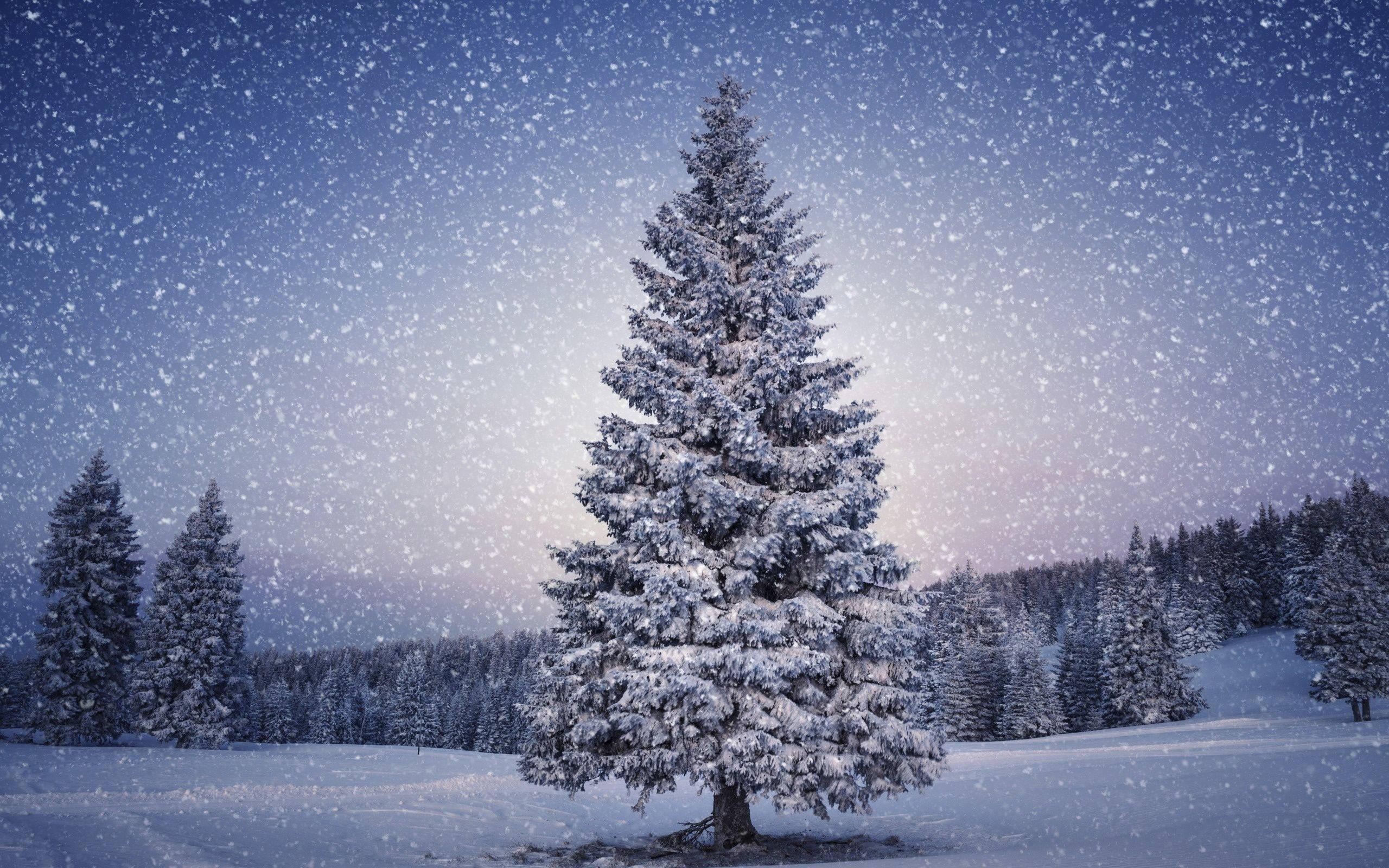 Winter Wonderland on iPhone — 2560x1600 wallpaper