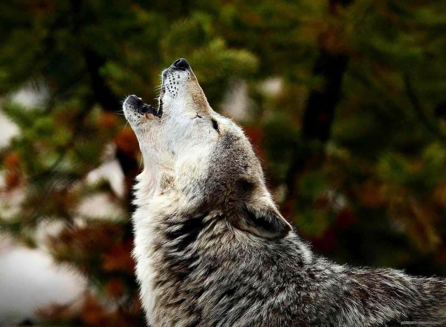 Witness The Majestic Presence Of A Wolf — 1500x1101 wallpaper