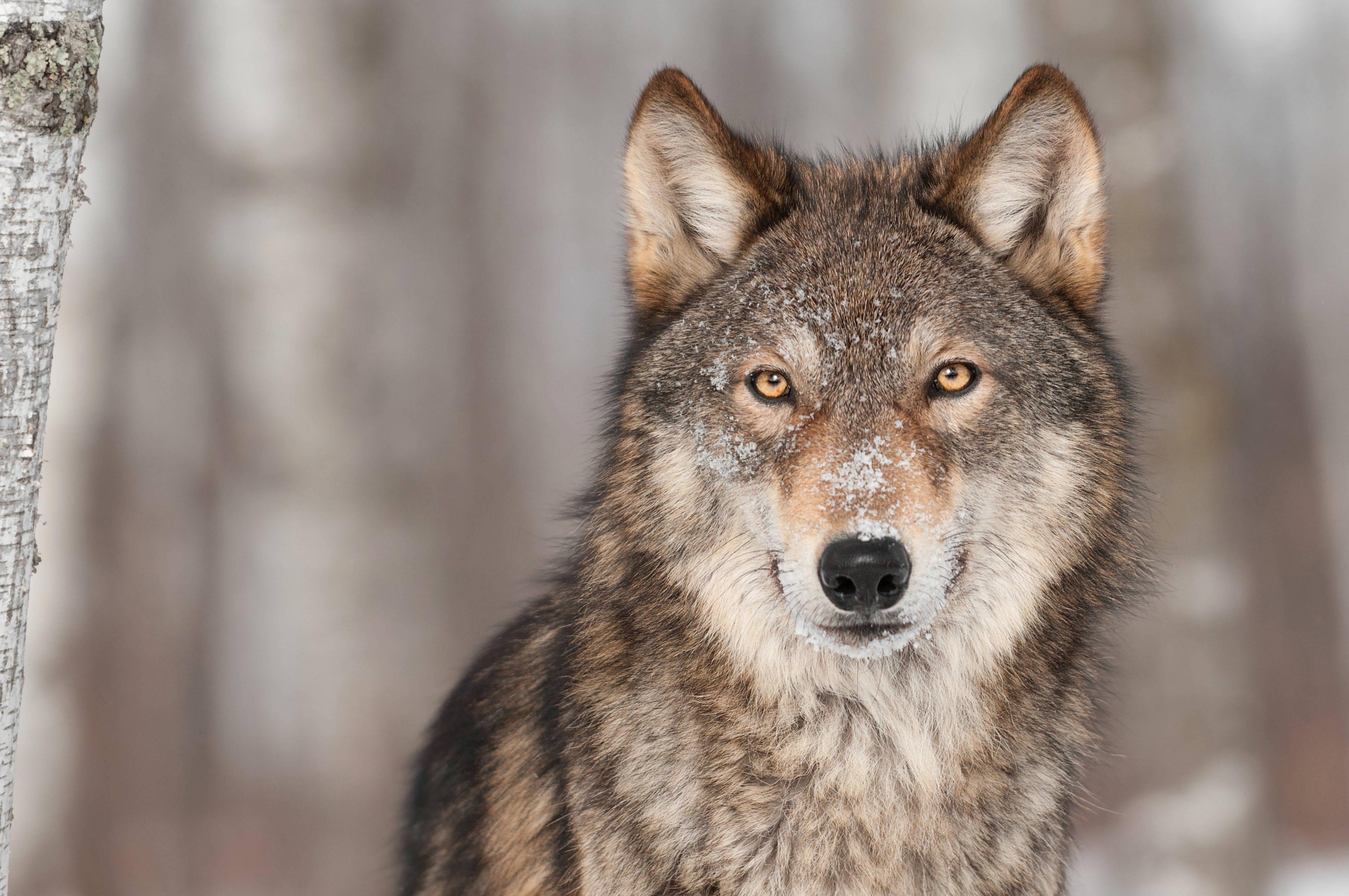 Wolf Glance — 4200x2790 wallpaper