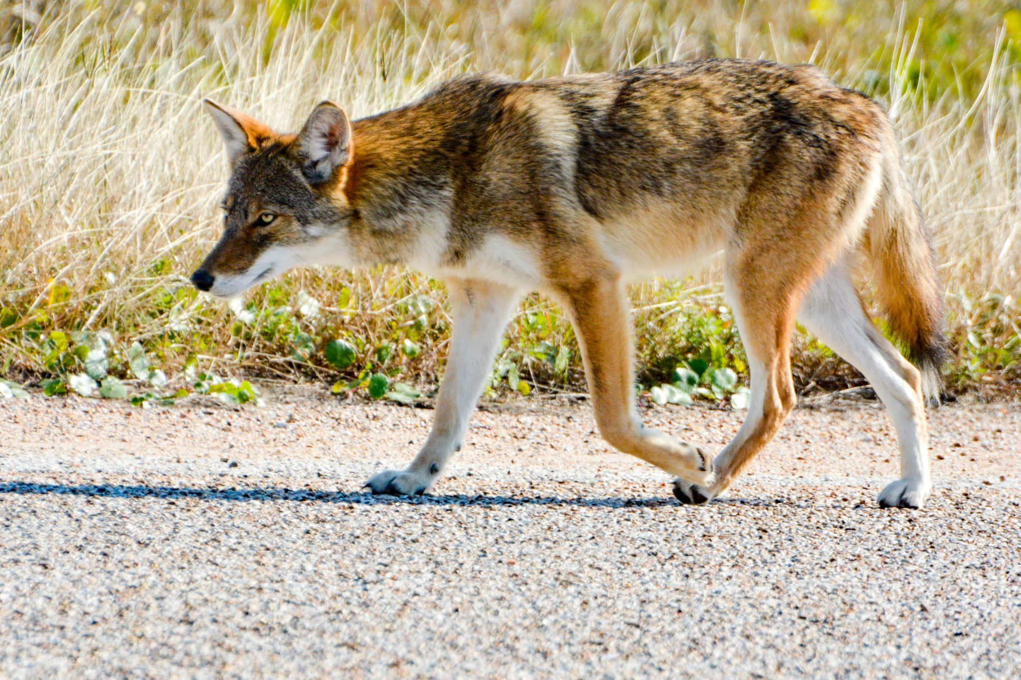 Wolf in Nature — 2048x1365 wallpaper
