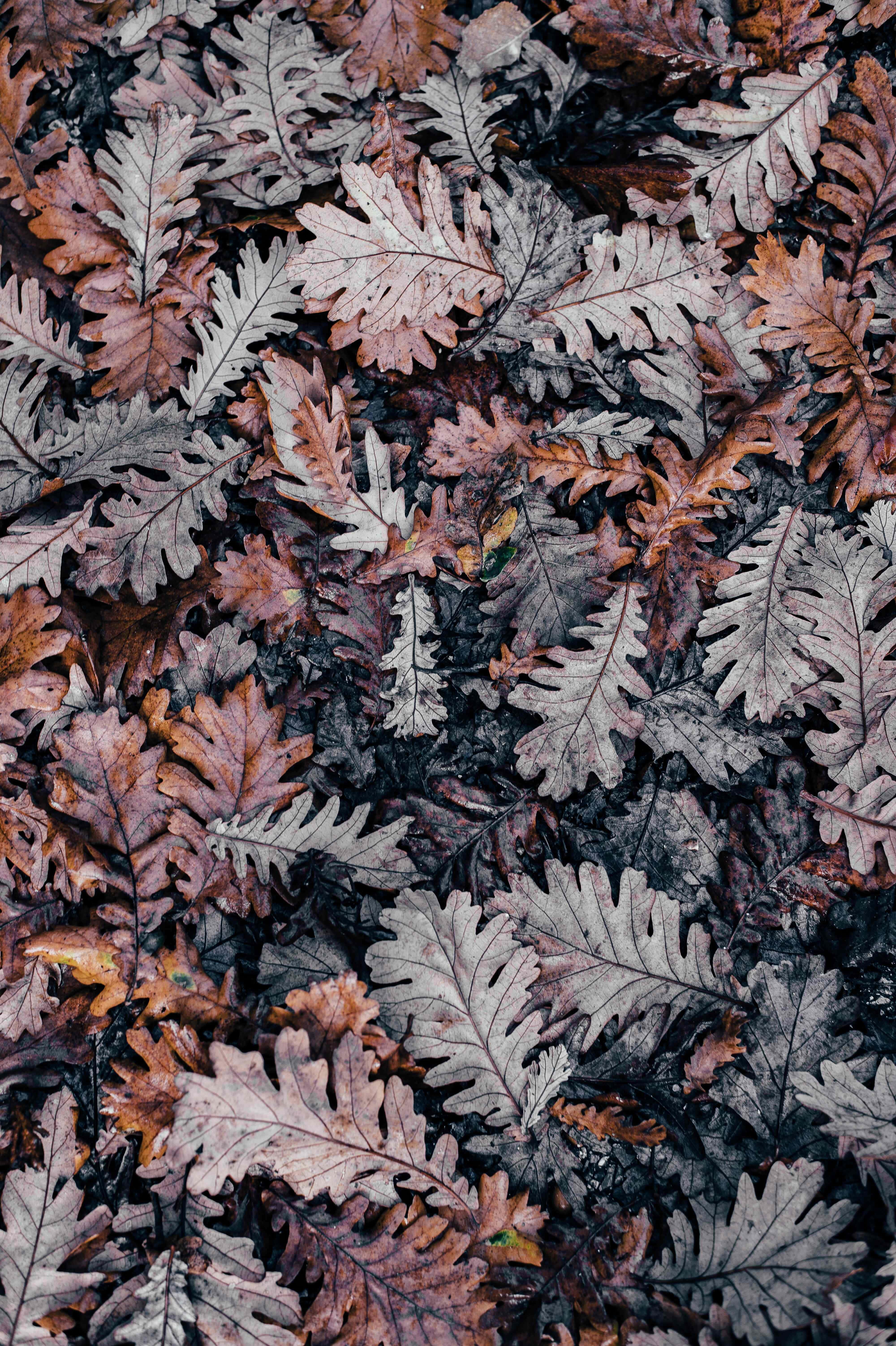 Wonderful Autumn Leaves iPhone Background