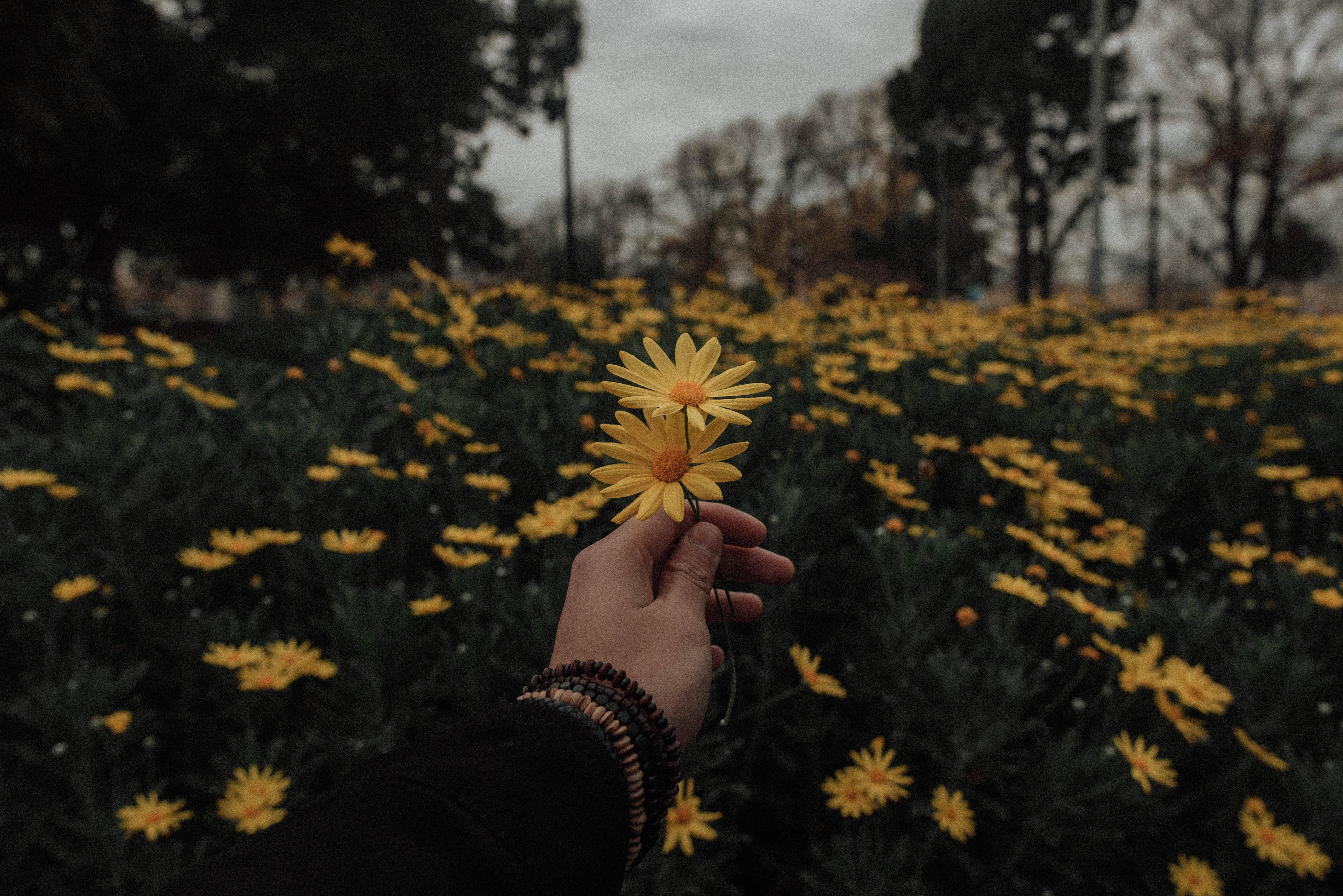 Yellow Daisy Field PFP Aesthetic Background — 5603x3740 wallpaper