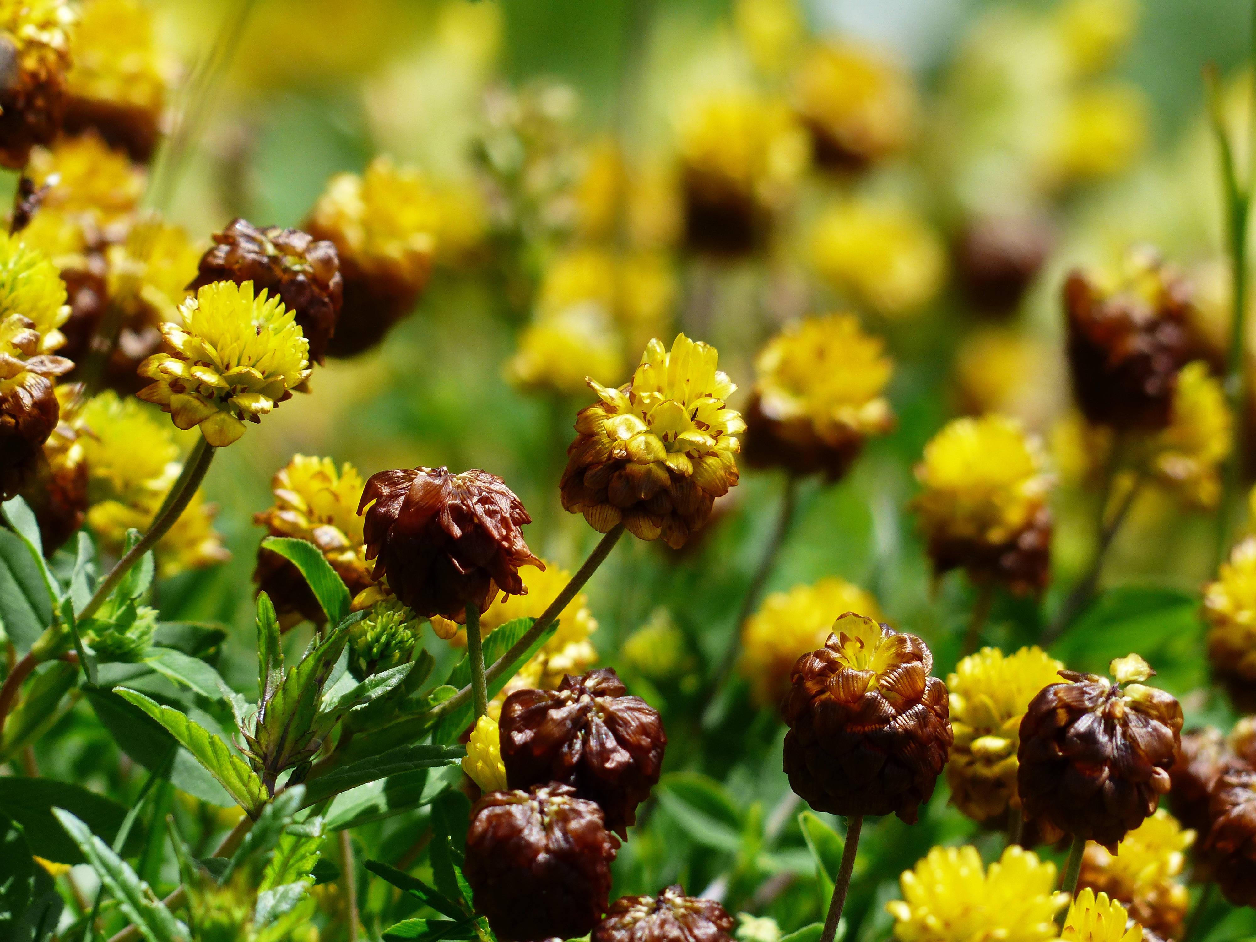 Yellow Flower Buds — 4000x3000 wallpaper