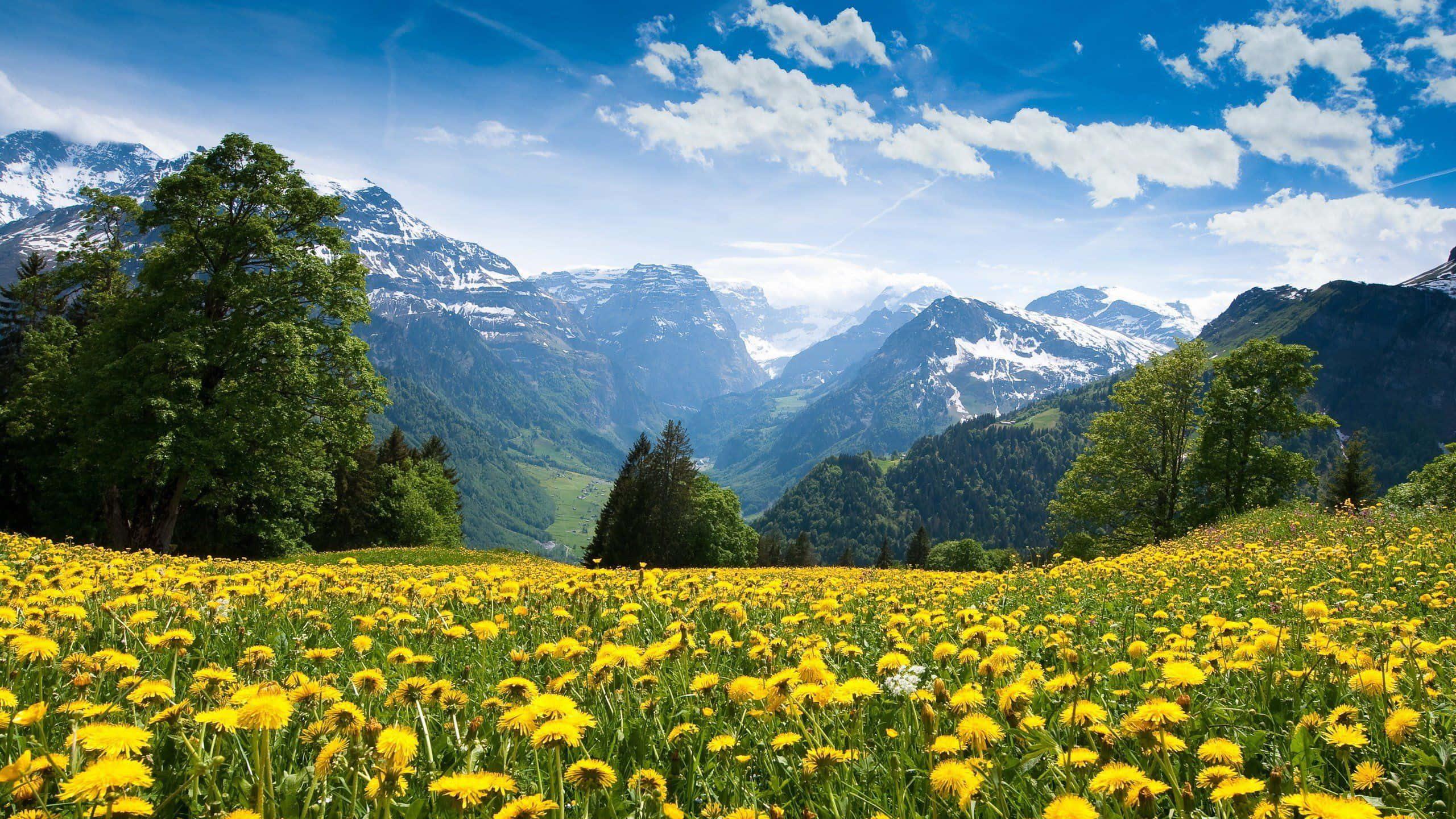 Yellow Flower Field Under Sky Landscape Picture — 2560x1440 wallpaper