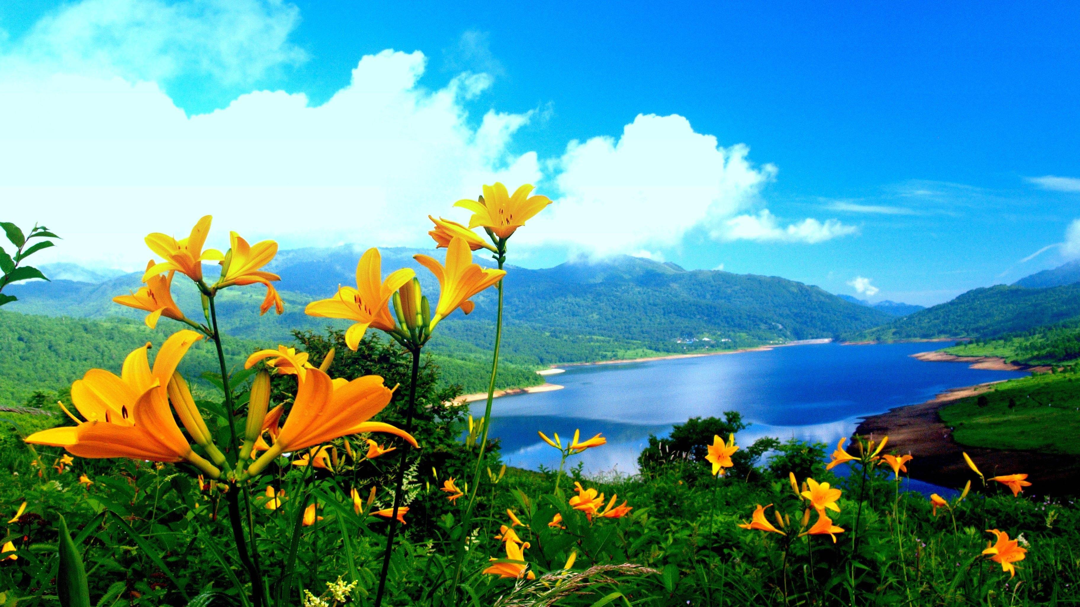 Yellow Flower Nature — 3648x2052 wallpaper