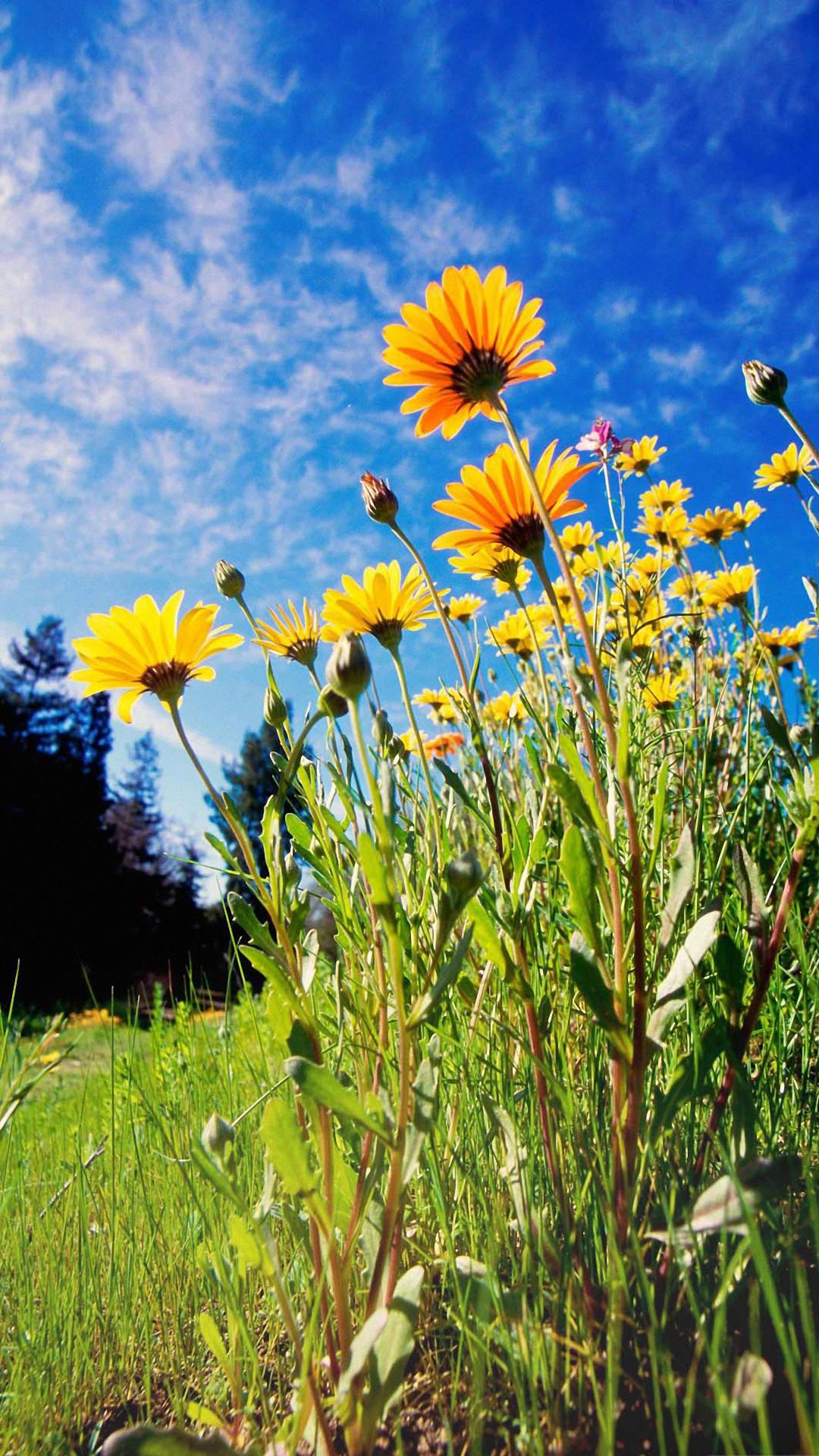 Yellow Flowers Beautiful Phone — 1080x1920 wallpaper