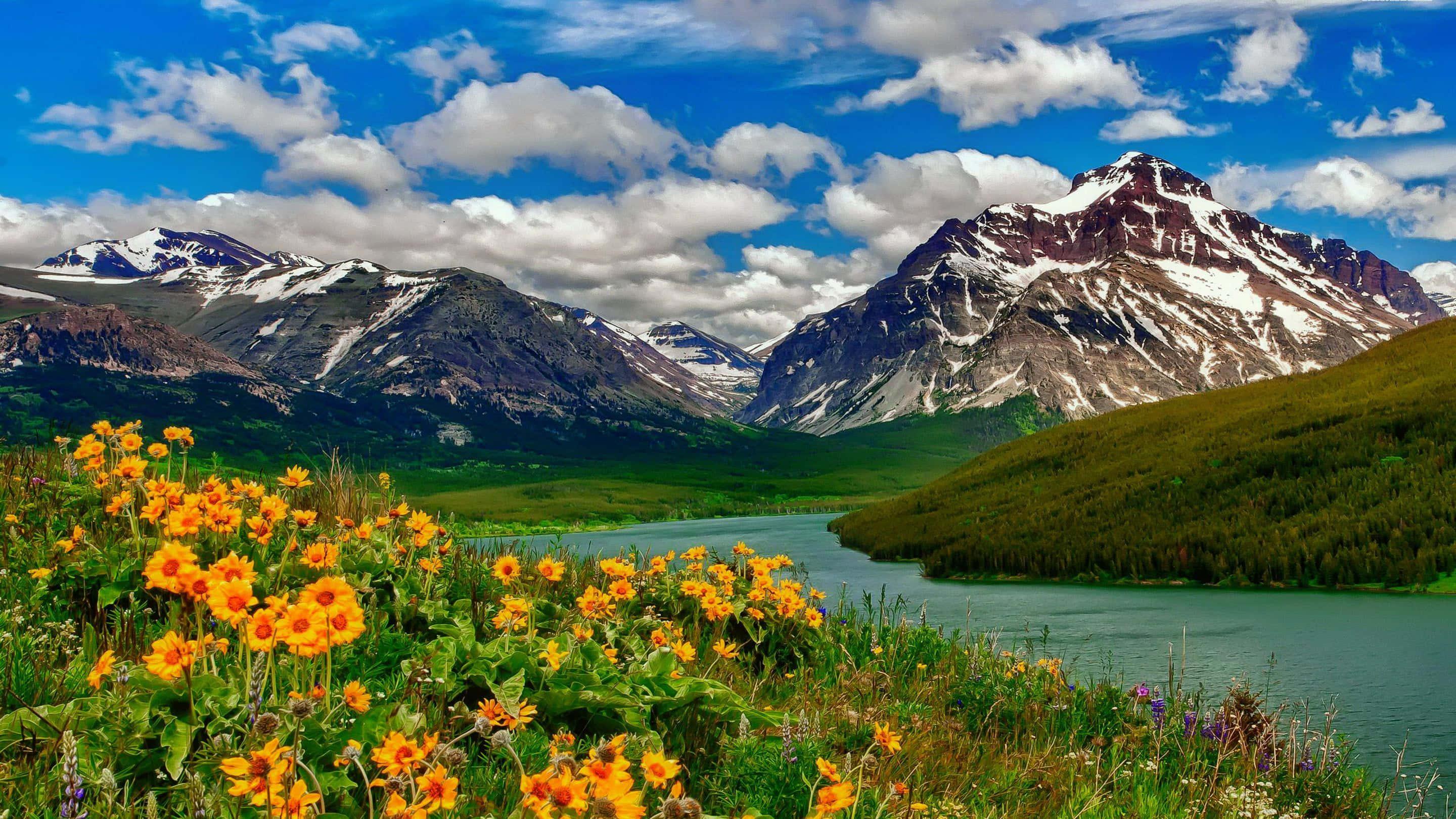 Yellow Flowers By River With Mountain Landscape Picture — 2880x1620 wallpaper