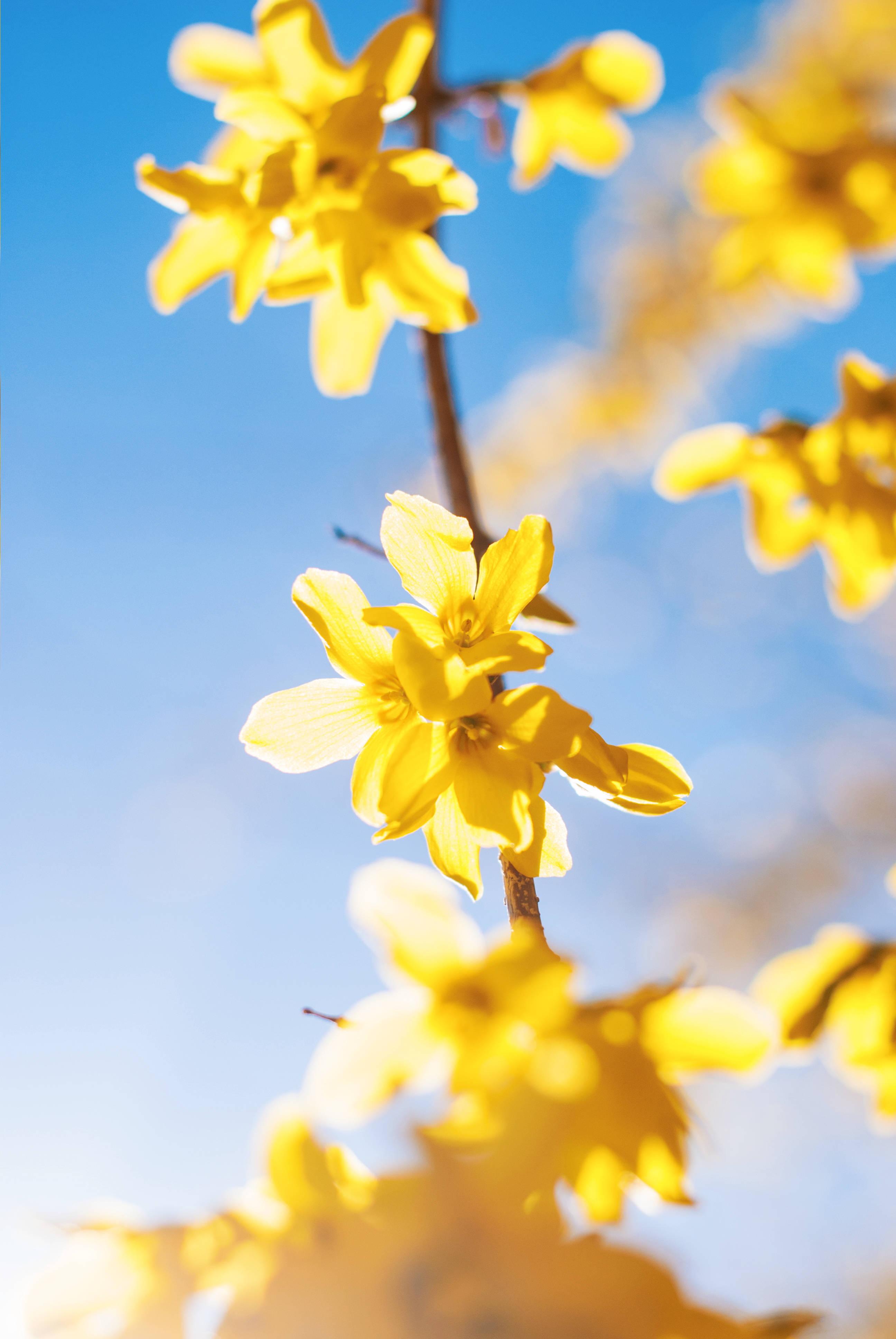 Yellow Flowers In Spring — 2592x3872 wallpaper