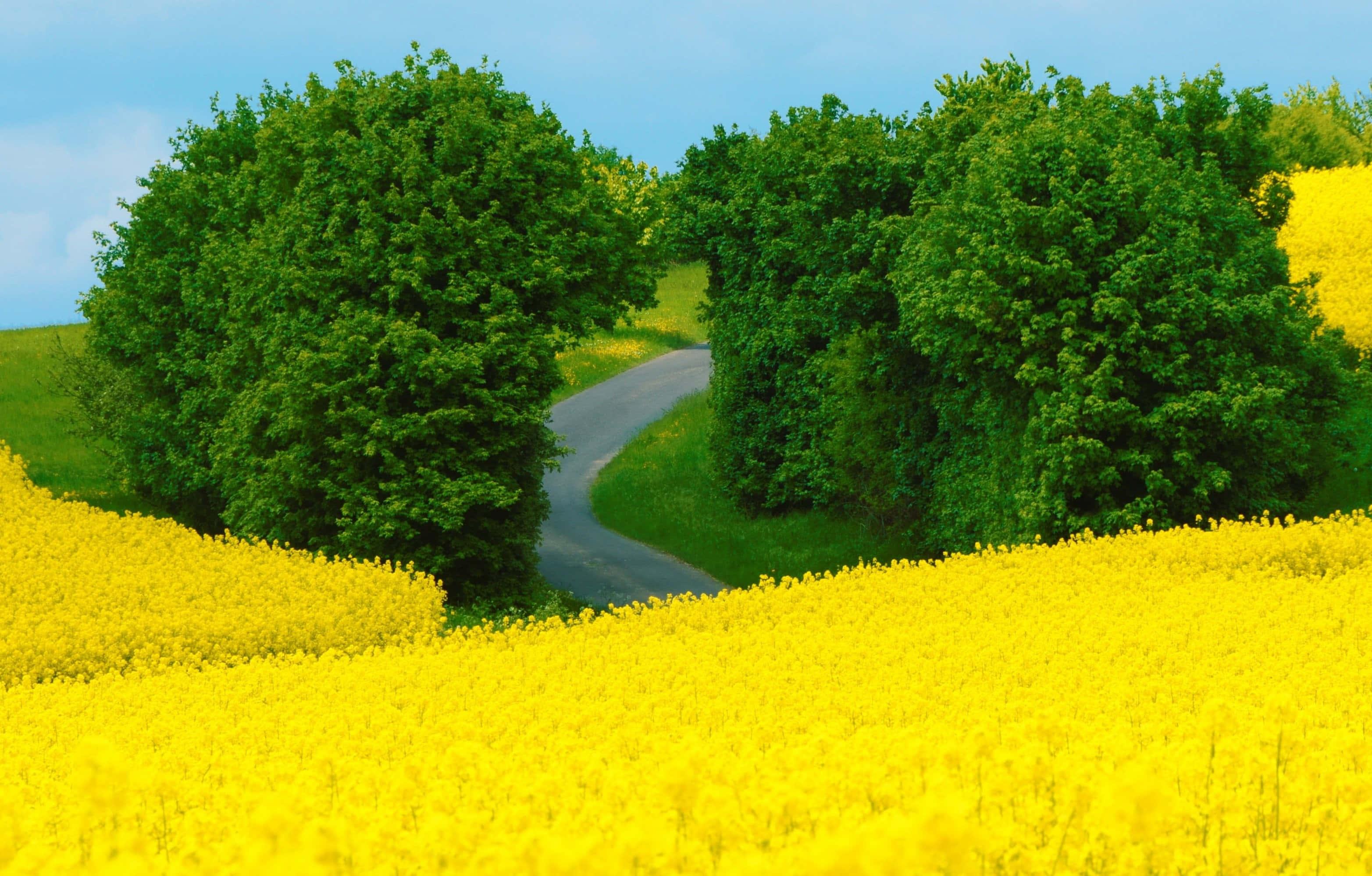 Yellow Grass Field And Trees Landscape Picture — 3129x1999 wallpaper