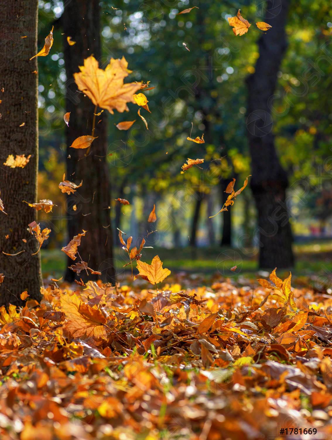 Yellow Leaves Fall IPhone — 1134x1500 wallpaper