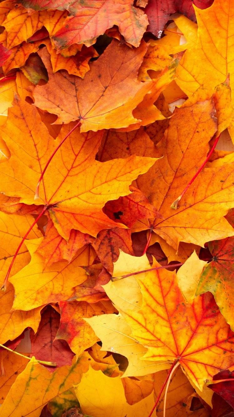 Yellow Maple Leaves Fall IPhone — 750x1334 wallpaper