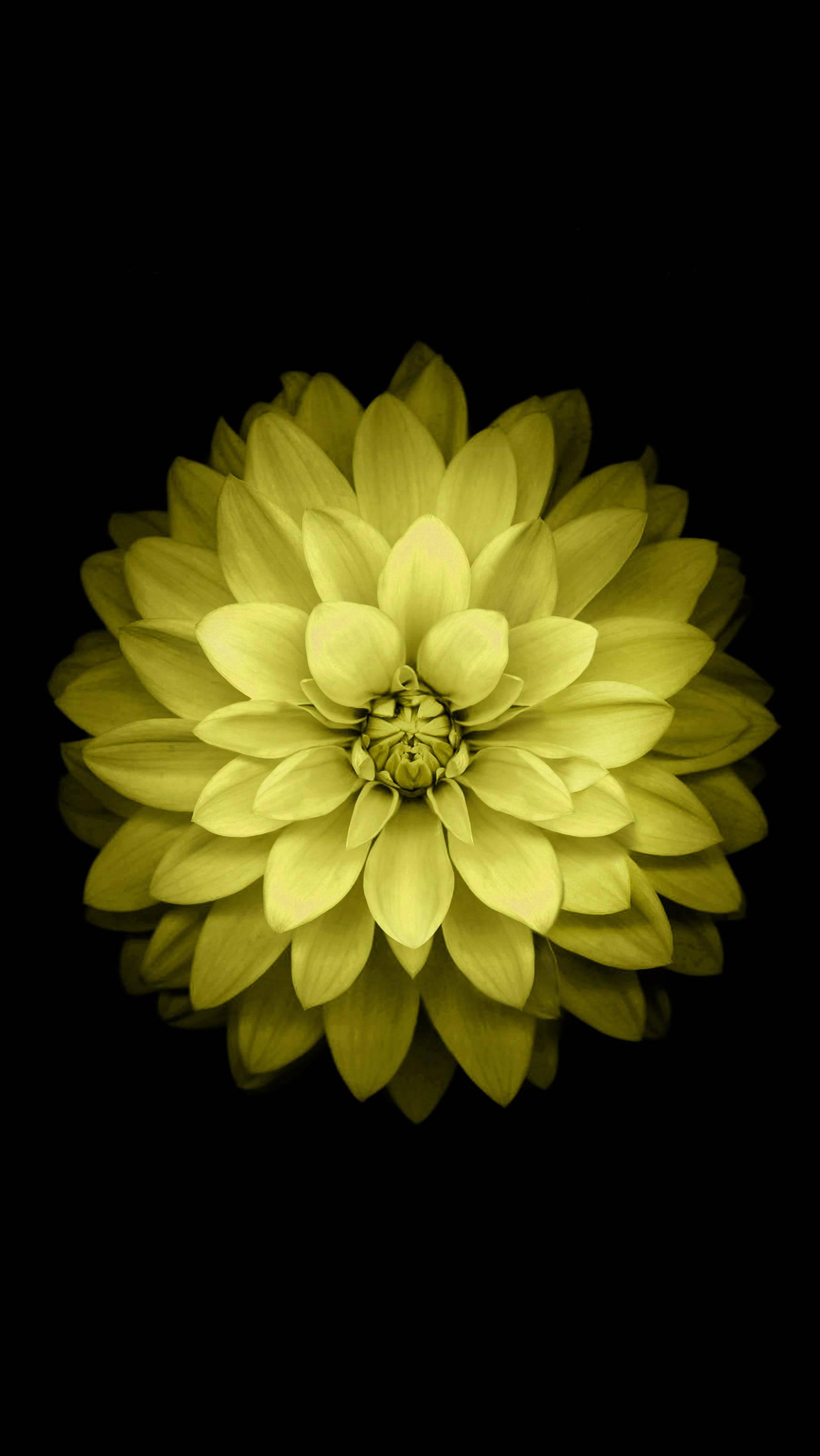 Yellow Minimalist Flower Mobile — 1802x3203 wallpaper