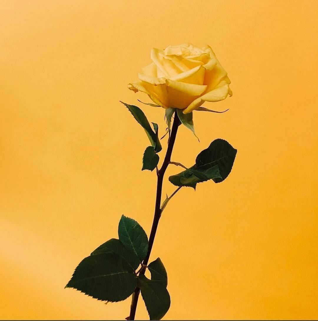 Yellow Rose Instagram PFP — 1080x1089 wallpaper