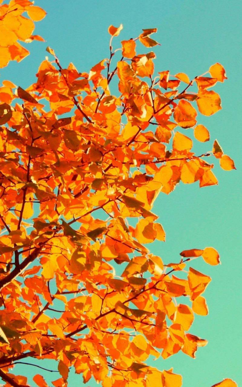 Yellow Tree And Sky Fall IPhone — 800x1280 wallpaper