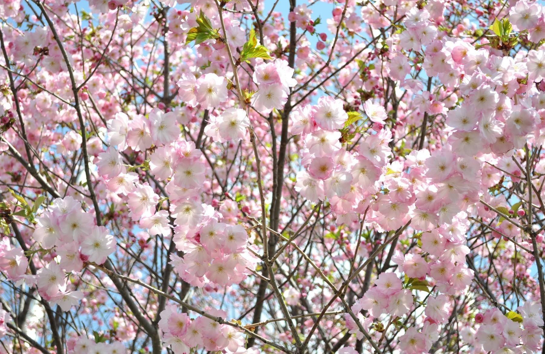 Young Cherry Blossoms — 1800x1170 wallpaper