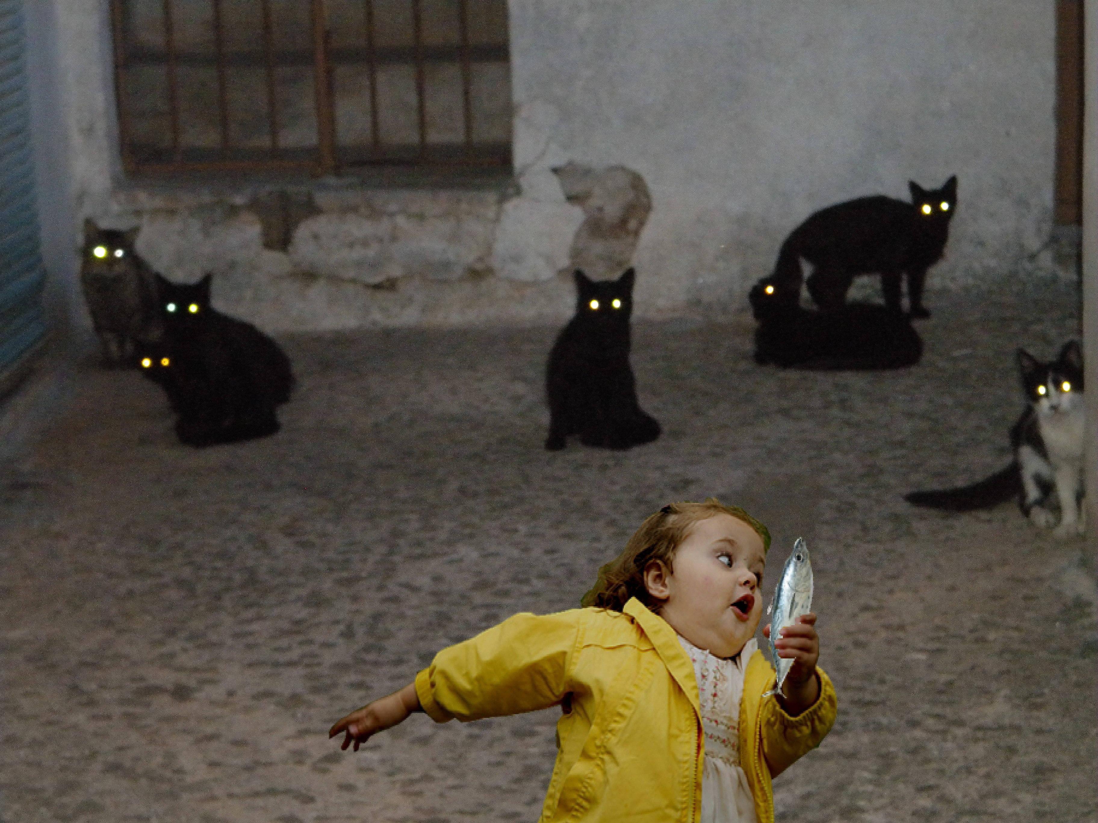 Young Girl And Cats Funny Meme — 3648x2736 wallpaper