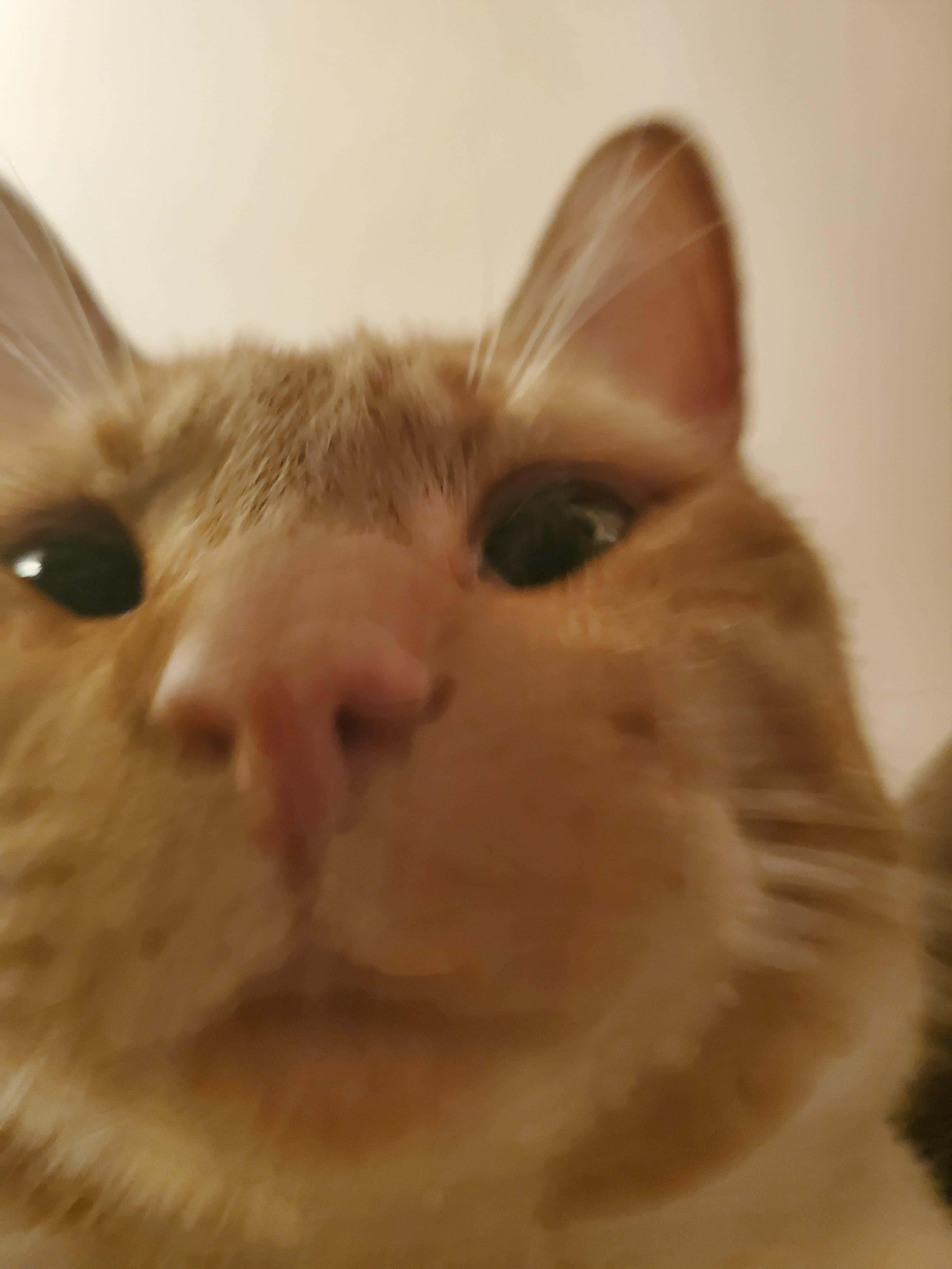 Zoomed-In Cute Cat PFP — 3024x4032 wallpaper