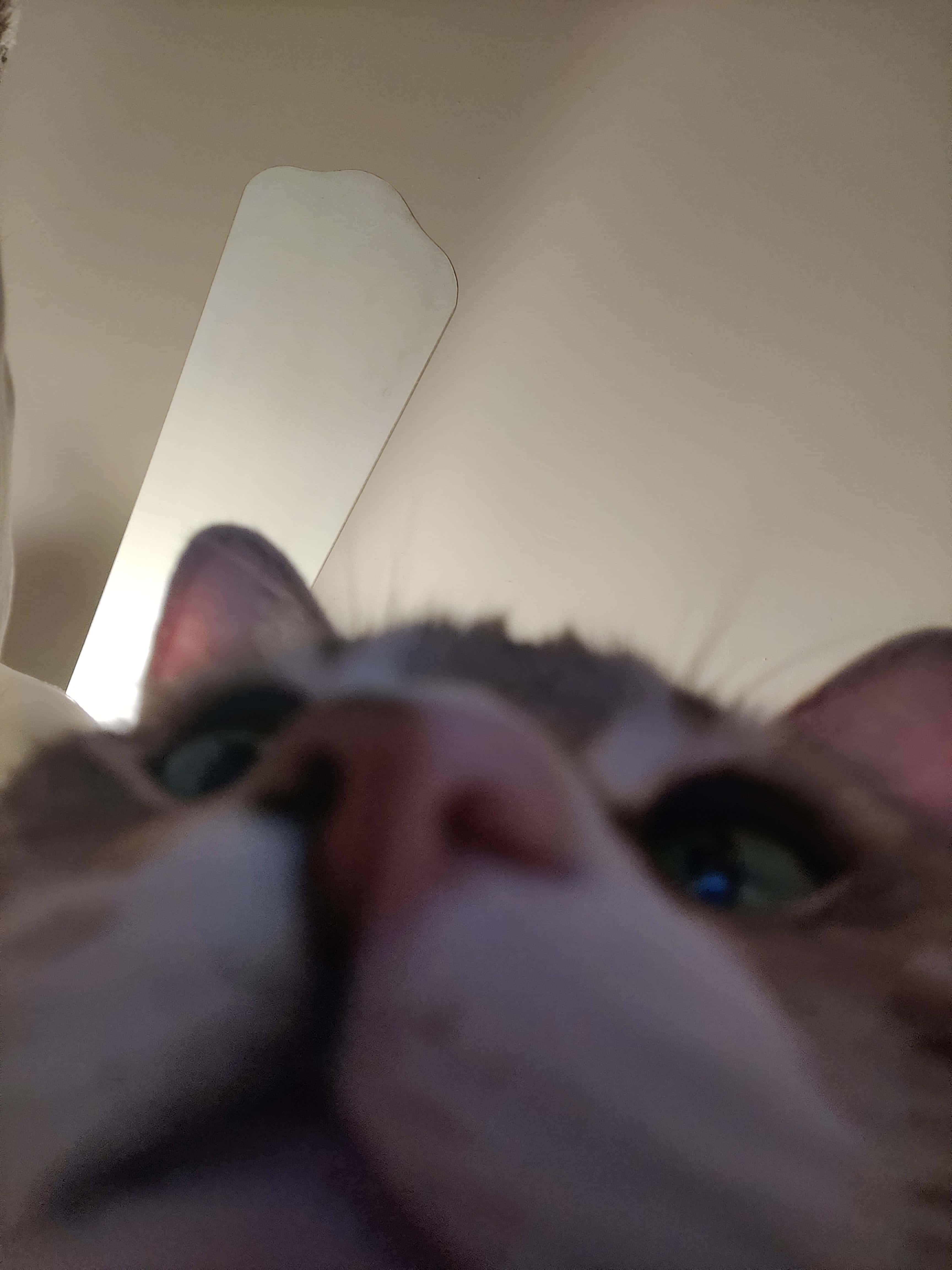 Zoomed Nose Cute Cat PFP — 3456x4608 wallpaper